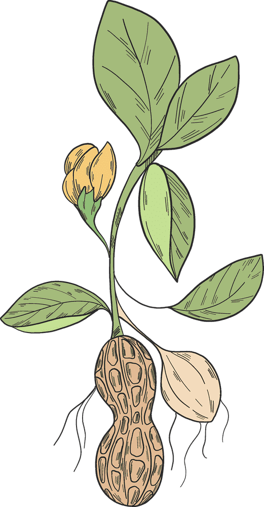 Peanut Butter Jar Nutty Origins Unveiled PNG