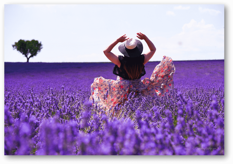 Serenity in a Lavender Field Embrace PNG