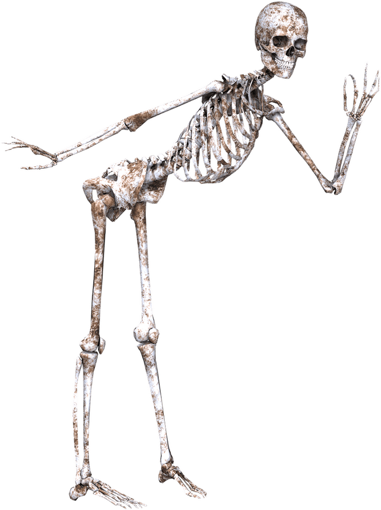 Bone Buddy The Skeletal Sidekick PNG