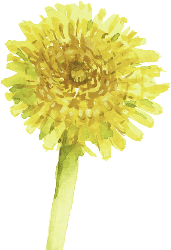 Golden Oil Blossom Nature's Fragrant Treasure PNG