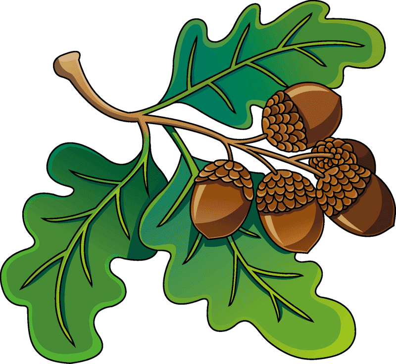 Nature's Treasure The Acorn and Oak Leaf Harmony PNG
