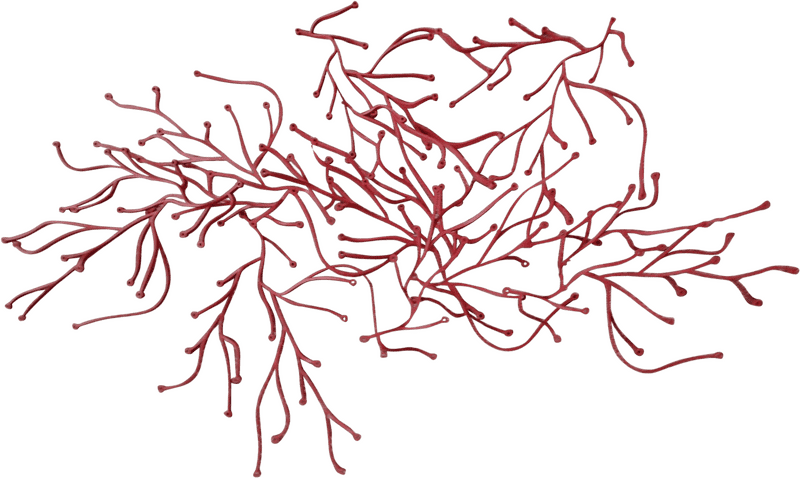 Coral Reef's Vibrant Underwater Life PNG