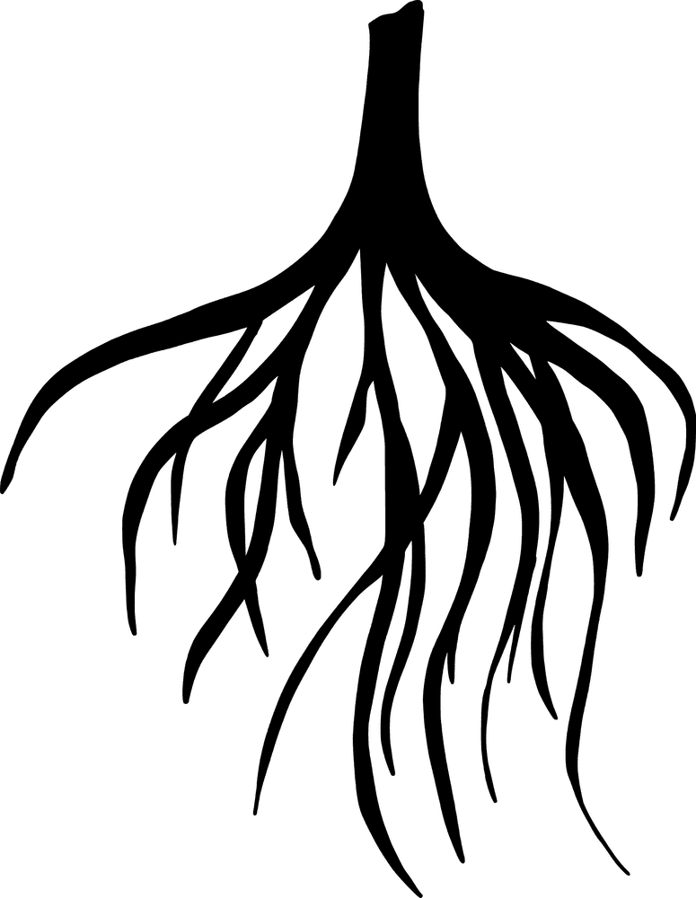 Elegant Ginger Root Silhouette in Nature PNG