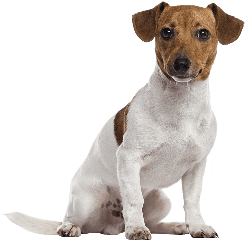 Playful Companion Dog with a Charming Smile PNG
