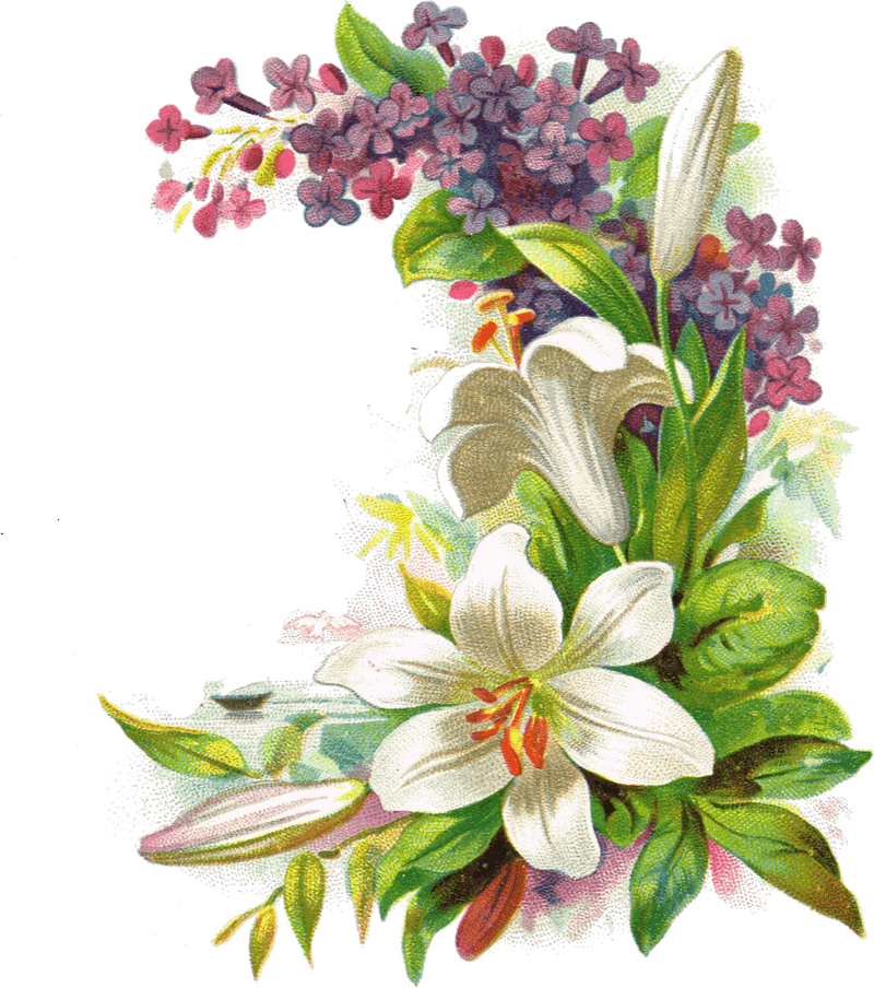 Iris Flower A Symphony of Colors and Beauty PNG