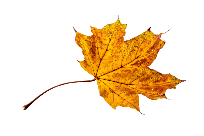 Golden Autumn Leaf Blower Cleanup PNG