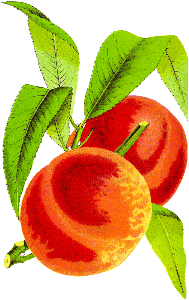 Peach Blossom Harmony Nature's Sweet Embrace PNG