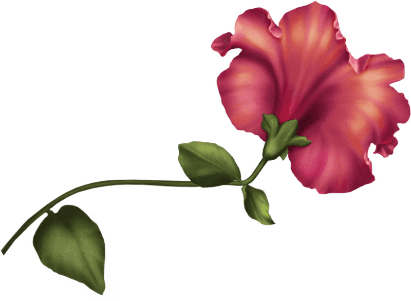 Iris Flower A Splendid Symphony of Colors PNG