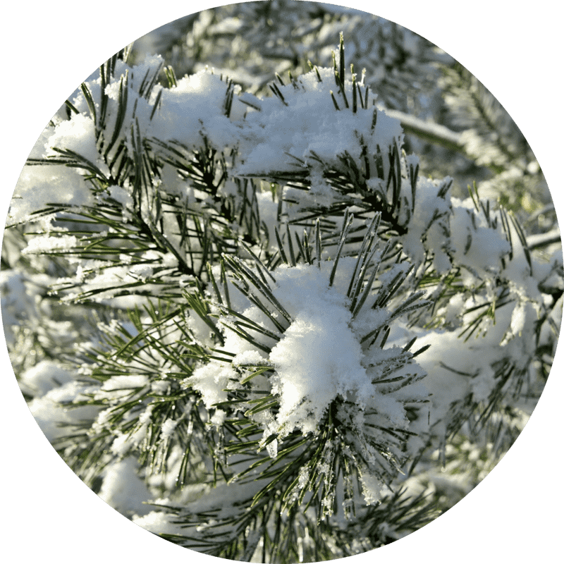 Snow-Covered Pine Branches in Winter Wonderland PNG