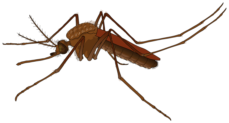 Ultimate Mosquito Repellent Protection Solution PNG