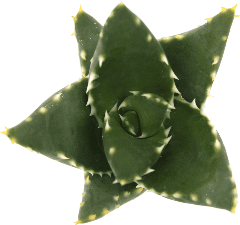 Benefits of Aloe Vera for Skin and Health PNG