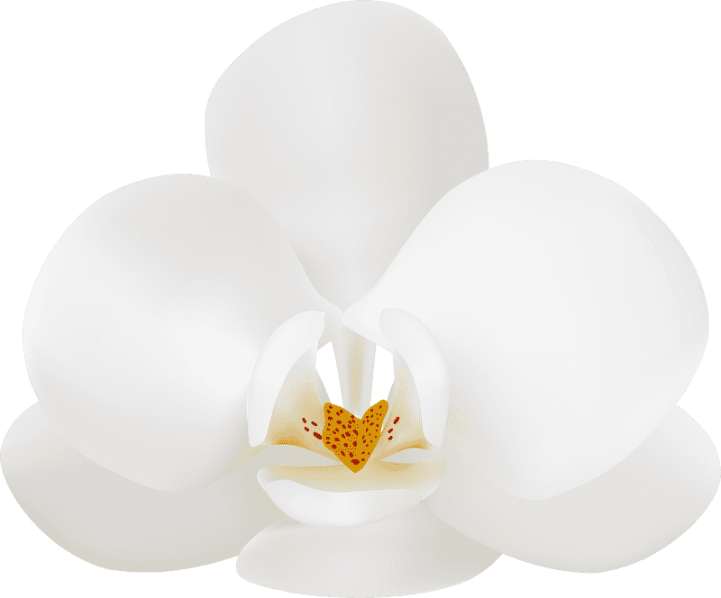 Elegant White Orchid Blossom PNG