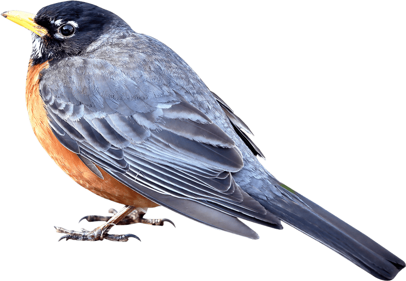 Elegant Songbird Perched on a Branch PNG