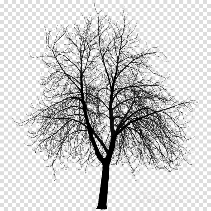 Silent Shadow Tree PNG