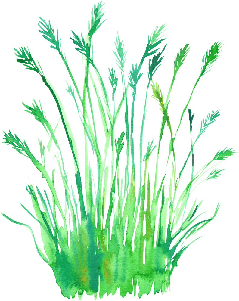 Lush Green Grass in Vibrant Harmony PNG