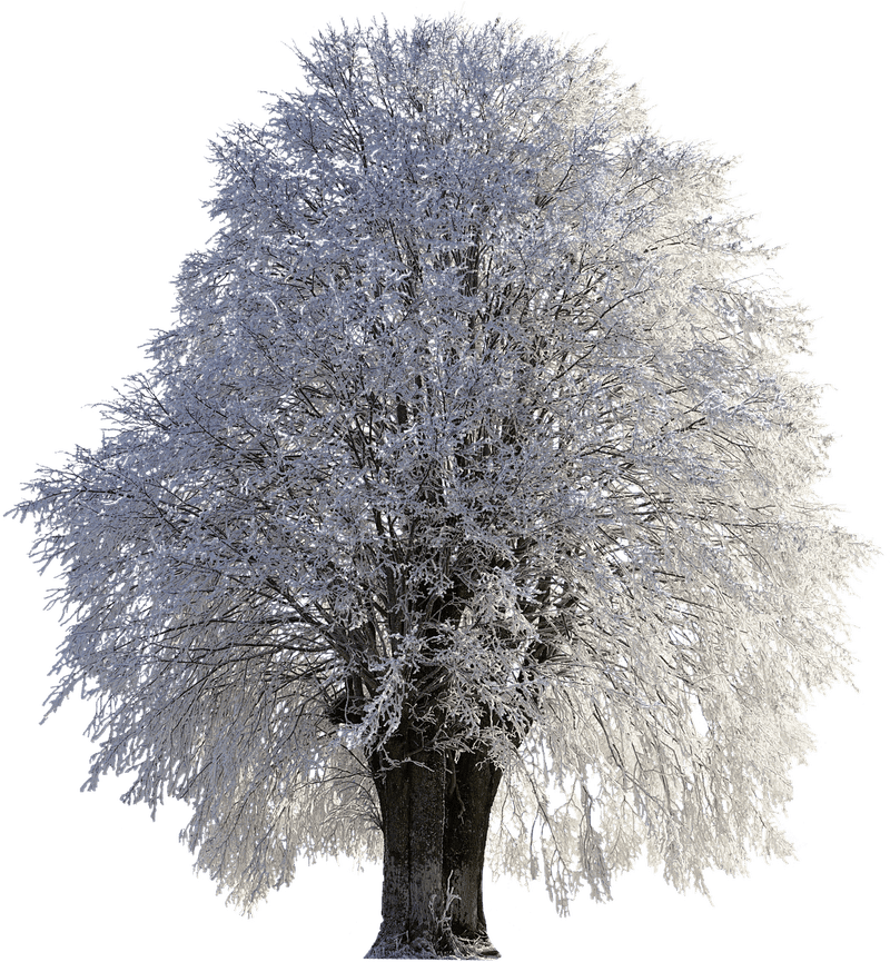 Snow-Covered Majestic Tree of Winter PNG
