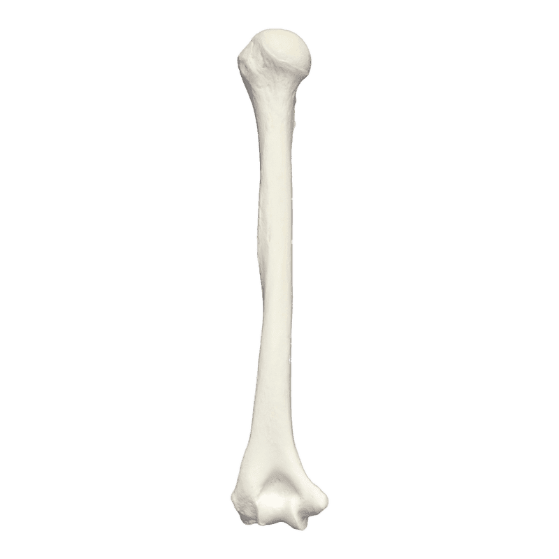 Elegant Long Bone Structure Display PNG
