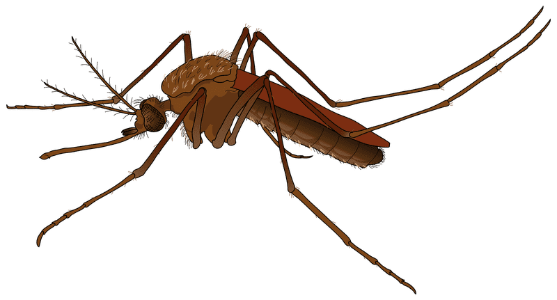 Ultimate Mosquito Repellent Defense Solution PNG