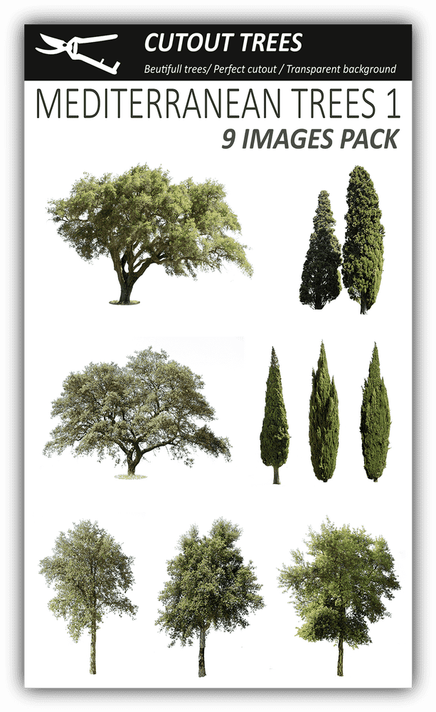 Mediterranean Tree Collection for Design Use PNG