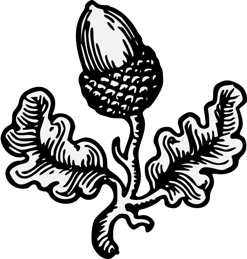 Elegant Acorn Nestled Amongst Oak Leaves PNG