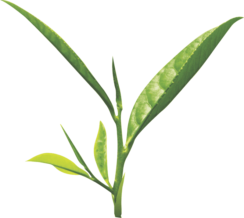 Freshly Brewed Tea Cup of Nature's Essence PNG