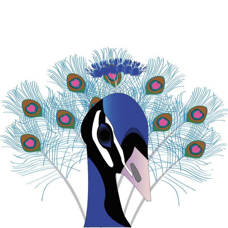 Elegant Peacock Majesty Display PNG