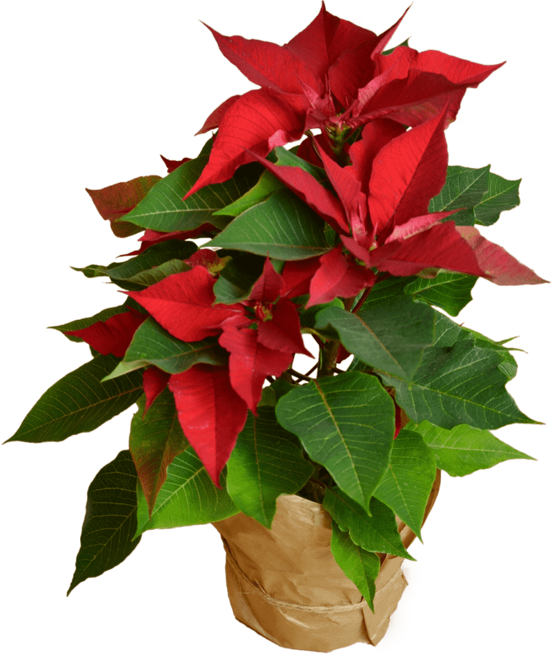 Radiant Red Flower of Joy PNG