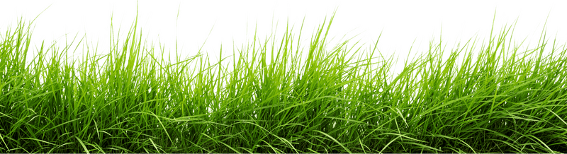 Vibrant Green Grass Swaying in the Breeze PNG