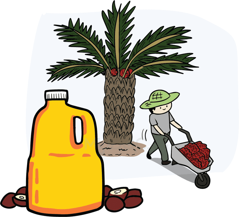 Harvesting Oil from Fertile Palm Trees PNG