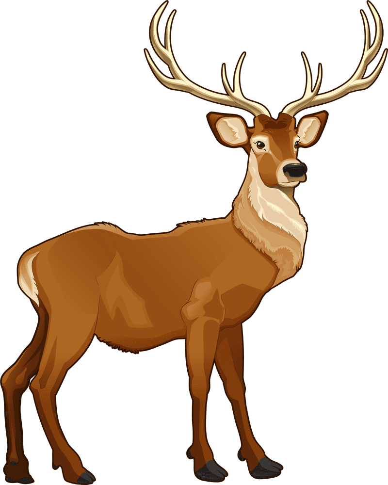 Majestic Stag Picture in Vibrant Detail PNG