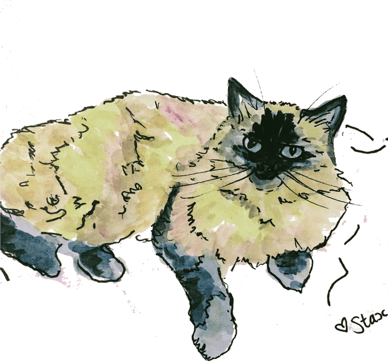 Charming Pet Collar for Stylish Feline Friends PNG