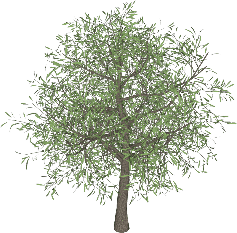 Lush Green Tree of Life PNG