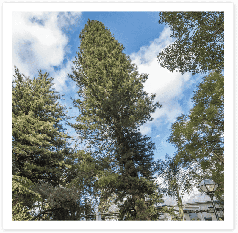 Majestic Pine Cone Tree Against Blue Sky PNG