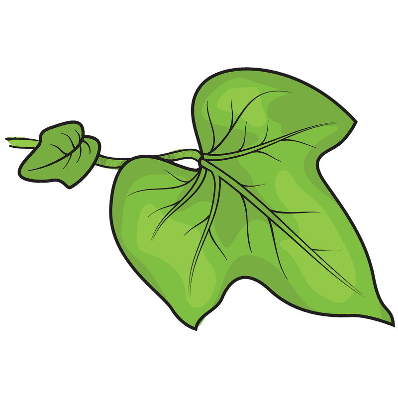 Vibrant Green Ivy Leaf on a Twisting Stem PNG
