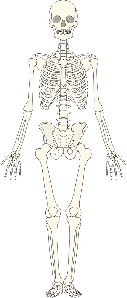 Complete Human Bone Structure Illustration PNG