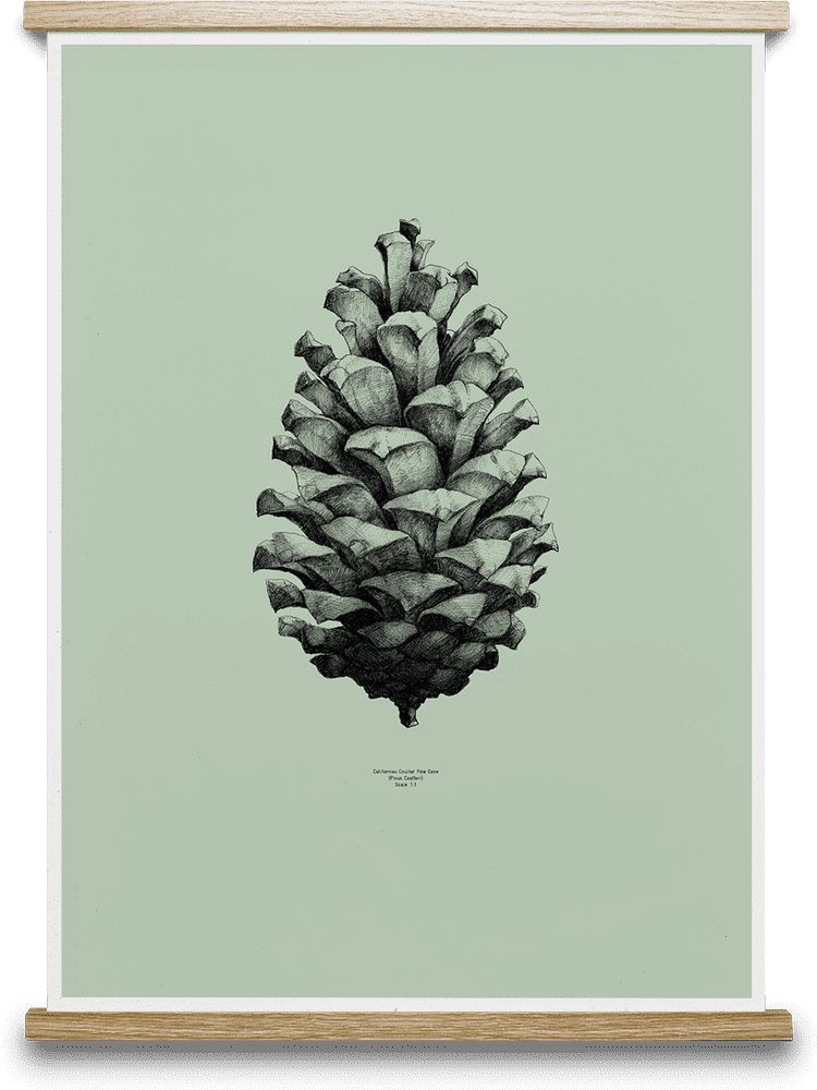 Elegant Pine Cone Illustration on Soft Green PNG