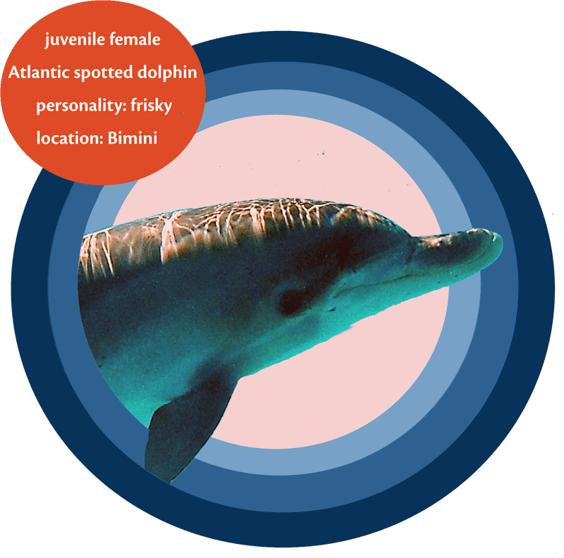 Frisky Atlantic Spinner Dolphin of Bimini PNG