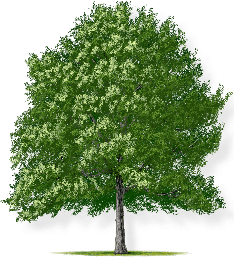 Sheltering Canopy of the Majestic Tree PNG