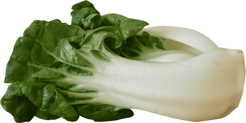 Lush Vegetable Garden Delight Fresh Bok Choy Harvest PNG