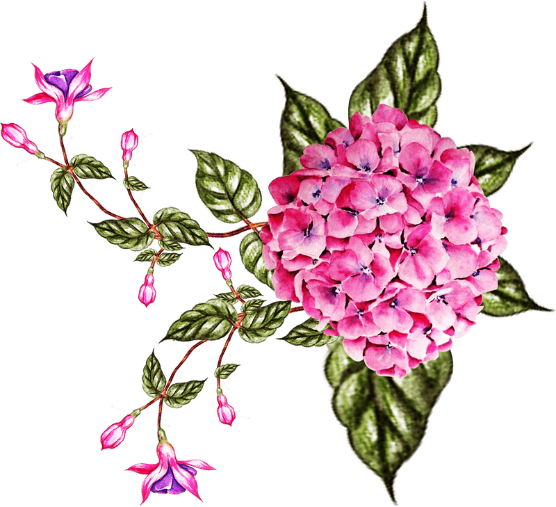 Iris Flower Symphony Nature's Vibrant Palette PNG