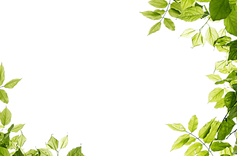 Ivy Leaf Elegance Nature’s Green Frame PNG