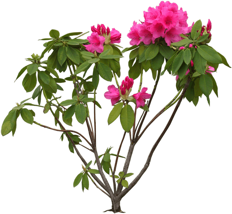 Vibrant Iris Flower Garden Delight PNG