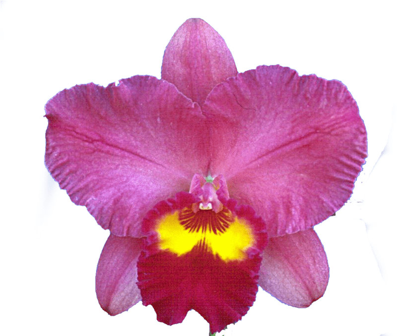 Vibrant Orchid Beauty in Bloom PNG
