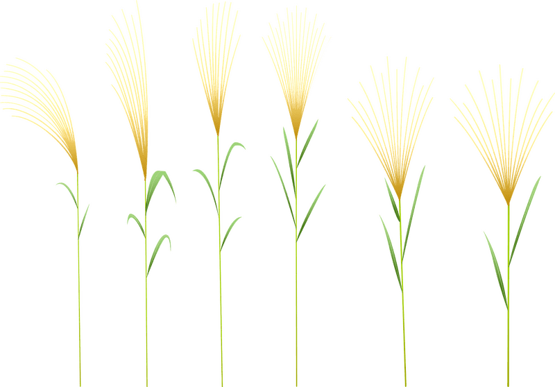 Elegant Grass Blossom Display PNG