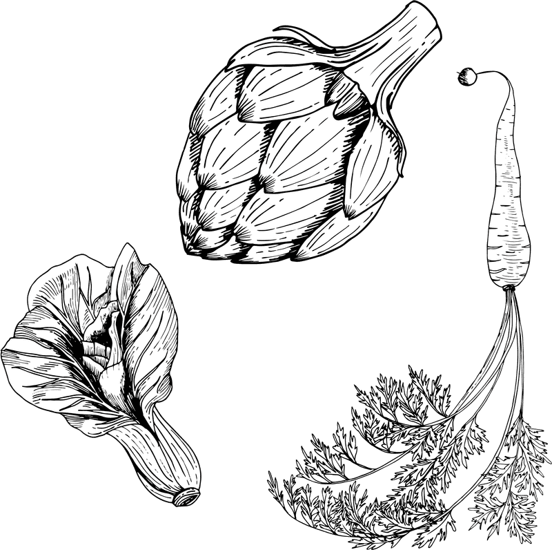 Artistic Illustrations of a Vegetable Garden's Harvest PNG