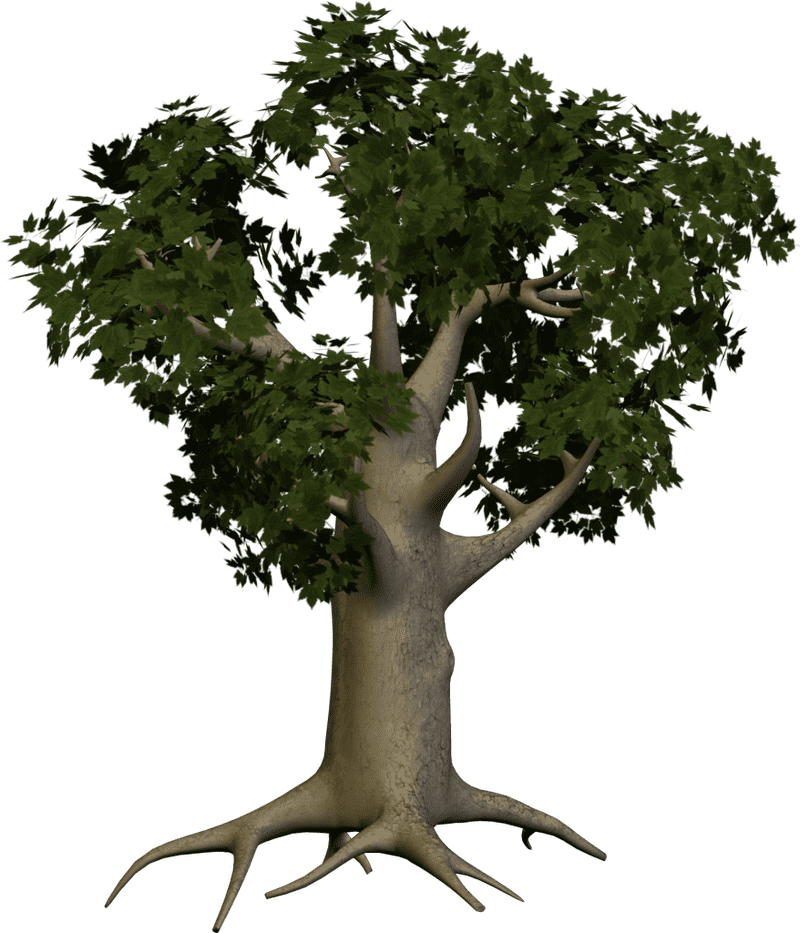 Majestic Green Canopy Tree of Life PNG