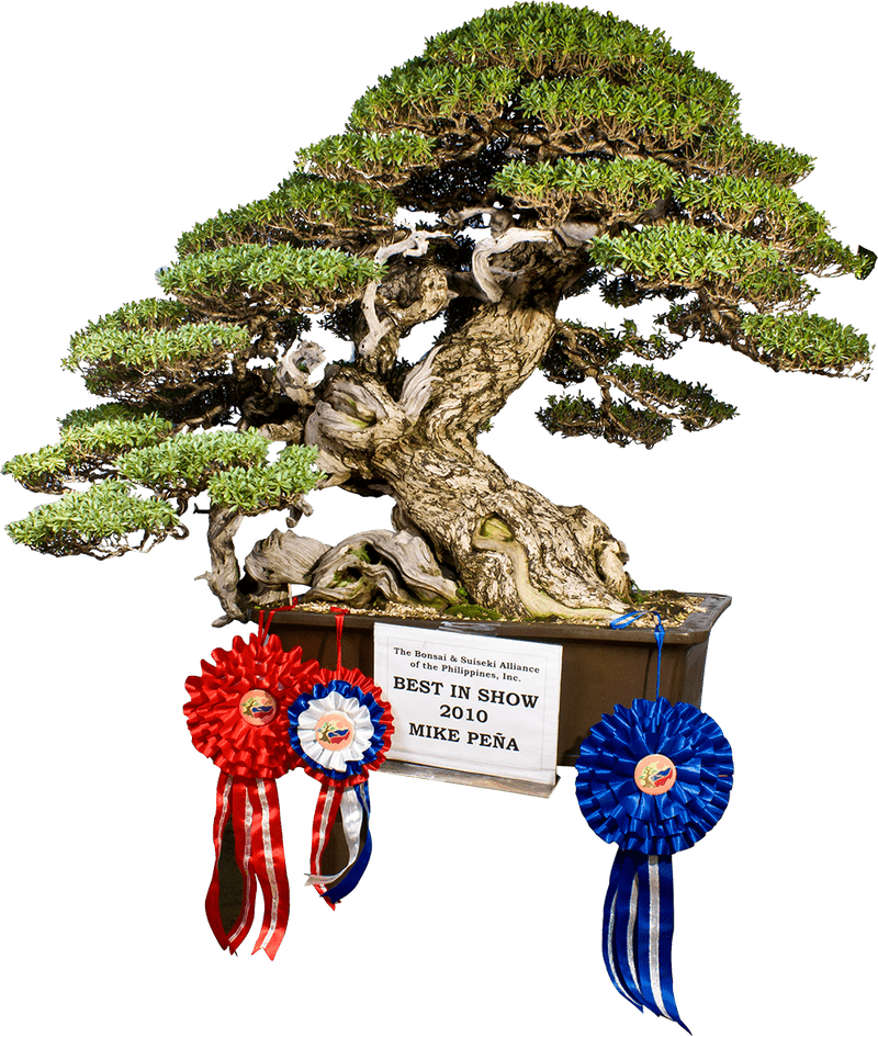 Best in Show Bonsai Tree Display PNG