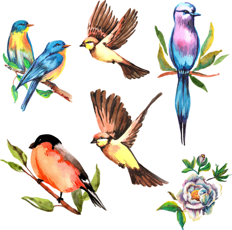 Colorful Birds of the Meadow PNG