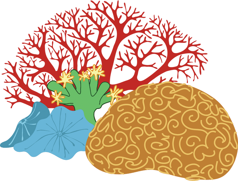 Vibrant Life of the Coral Reef PNG