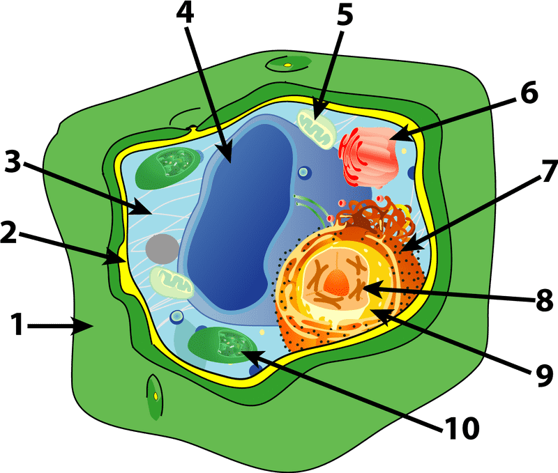 Quiz Buzzer The Ultimate Trivia Challenge PNG